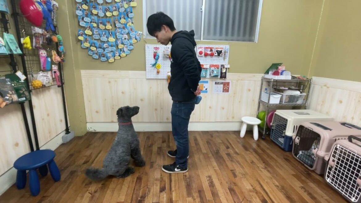 ケリーブルテリアの”マーフィーくん”と”まて”に挑戦！