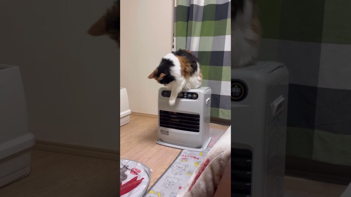 行動開始するパンク #メインクーン #cat