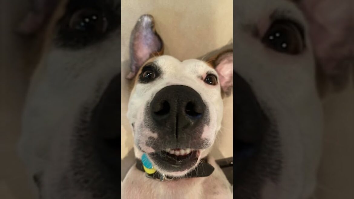 Meet Bea! 🐕 An 8 y/o Staffy Mix from North Carolina who is looking for her new home! Adopt today! 🐾