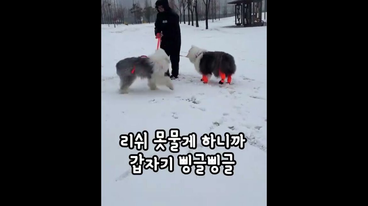 눈올때는 강아지 데리고 나가셔야합니다  #올드잉글리쉬쉽독 #대형견 #행복한강아지 #oldenglishsheepdog #oes #puppy #원피스쵸파 #원피스쿠마 #눈 #웃긴동영상