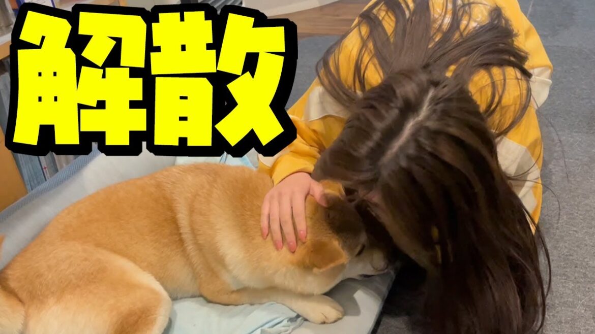家族が再び解散へ…寂しがる柴犬姉妹が切なすぎました