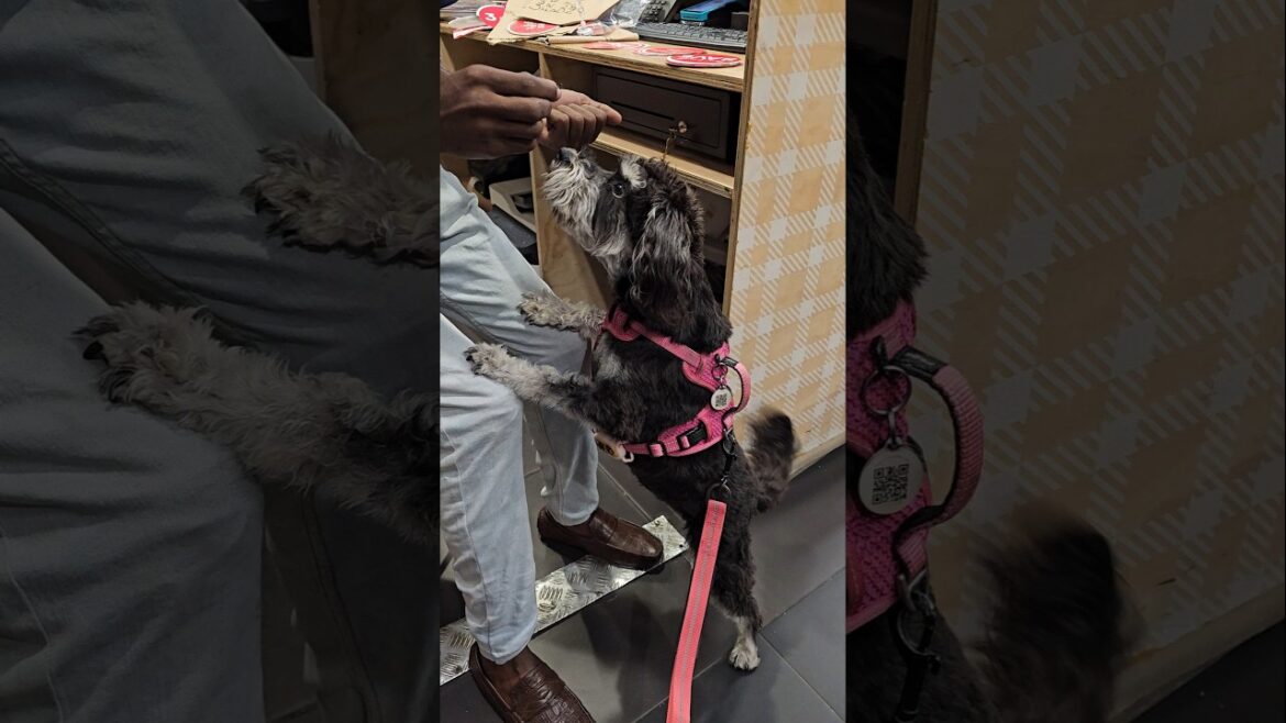 Miniature Schnauzer Goes To Pet Shop And This Happens Miniature Schnauzer Goes To Pet Shop And This Happens