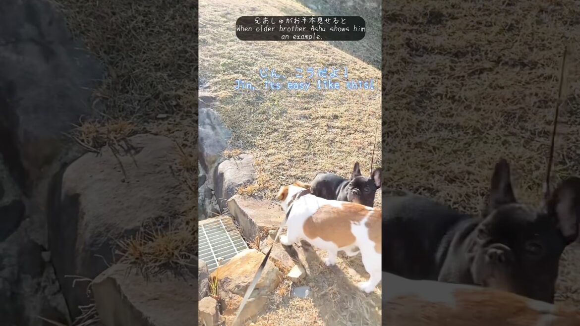 子犬に走りを上手に教える兄ジャックラッセルテリア　#shorts #フレンチブルドッグ