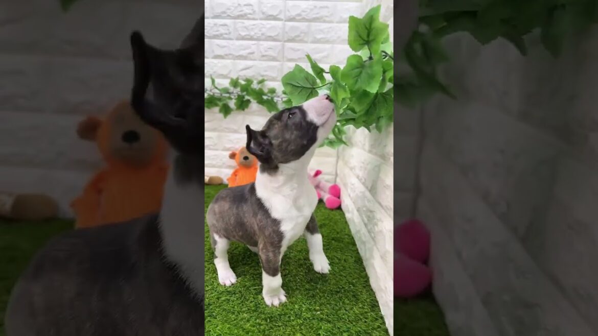 ミニチュアブルテリア 両親共DM遺伝子検査クリア156