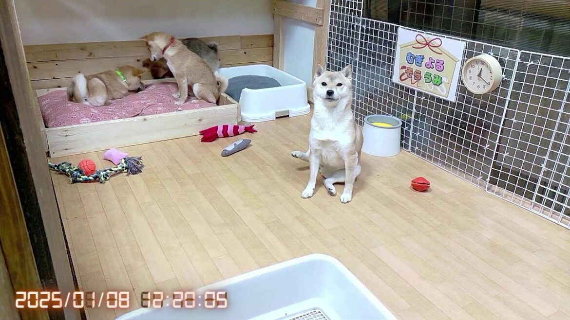 柴犬なつ！子育て生配信【生後121日】子犬の運動量は凄まじい今日この頃。