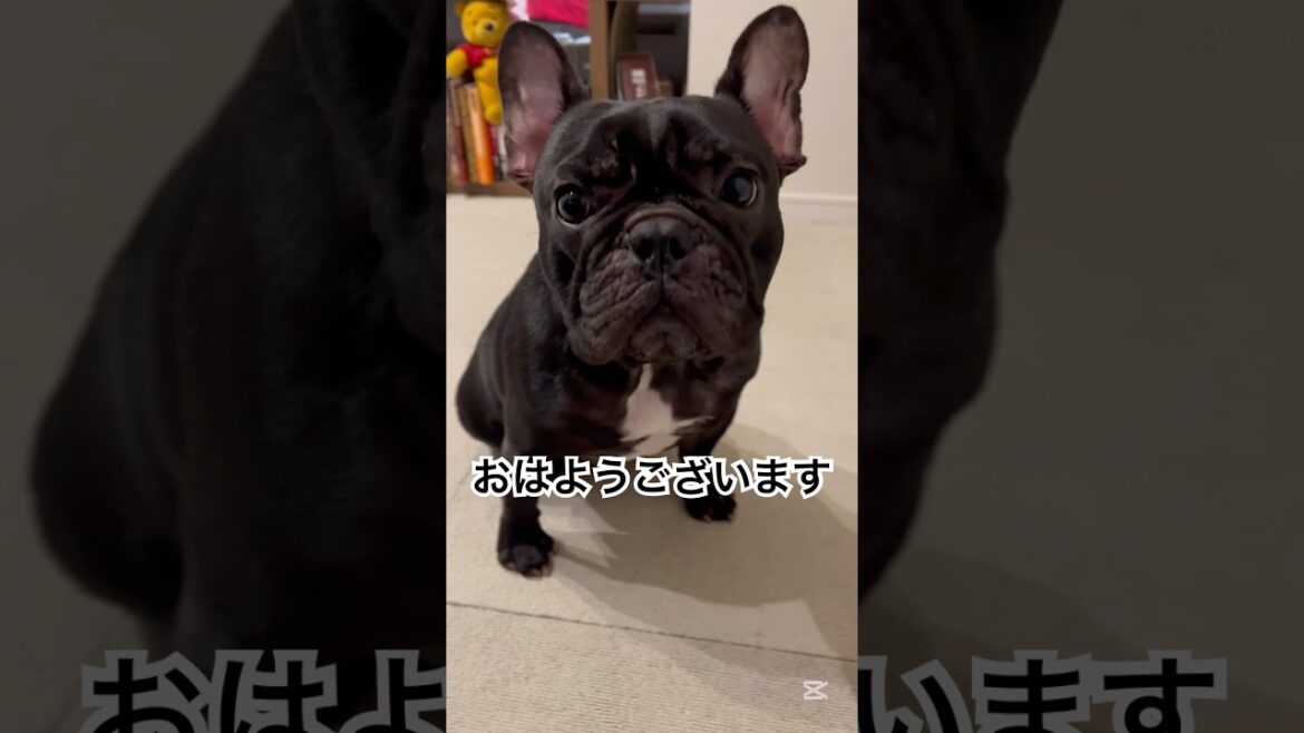 【今朝の凛さん】朝の様子が可愛かった😍 #フレンチブルドッグ #frenchbulldog #frenchbulldoglife #frenchie