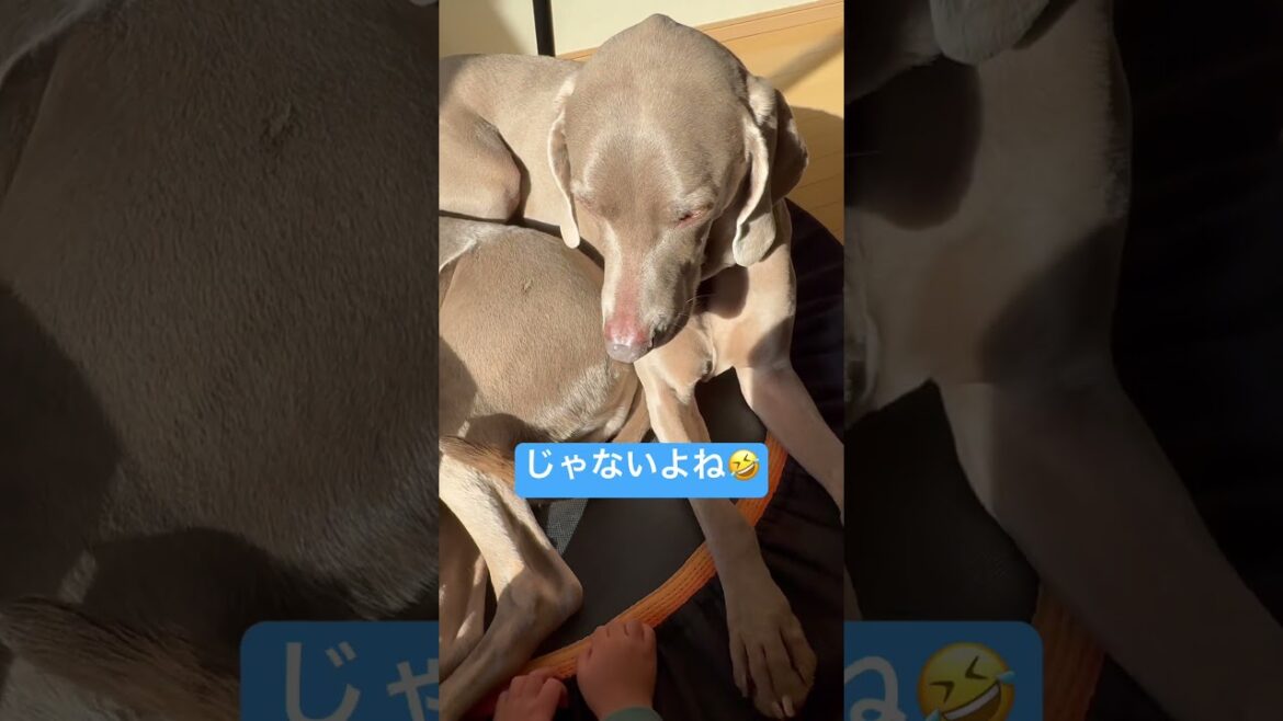 動くキウイ #ワイマラナー #dogvlog #大型犬との暮らし #癒し