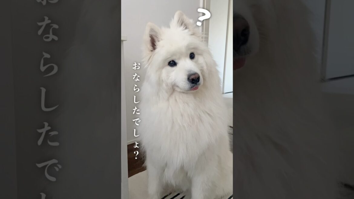 すかしっぺがバレて恥ずかしくなったサモエド　#samoyed #サモエド