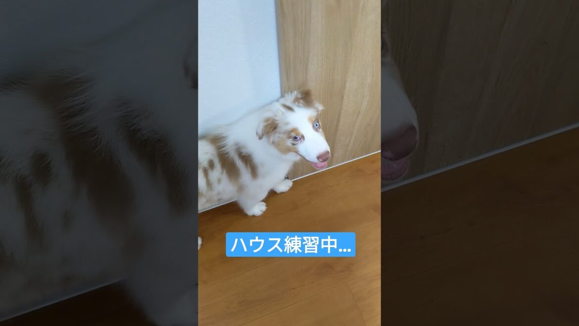 ハウス練習を張り切りすぎる犬。