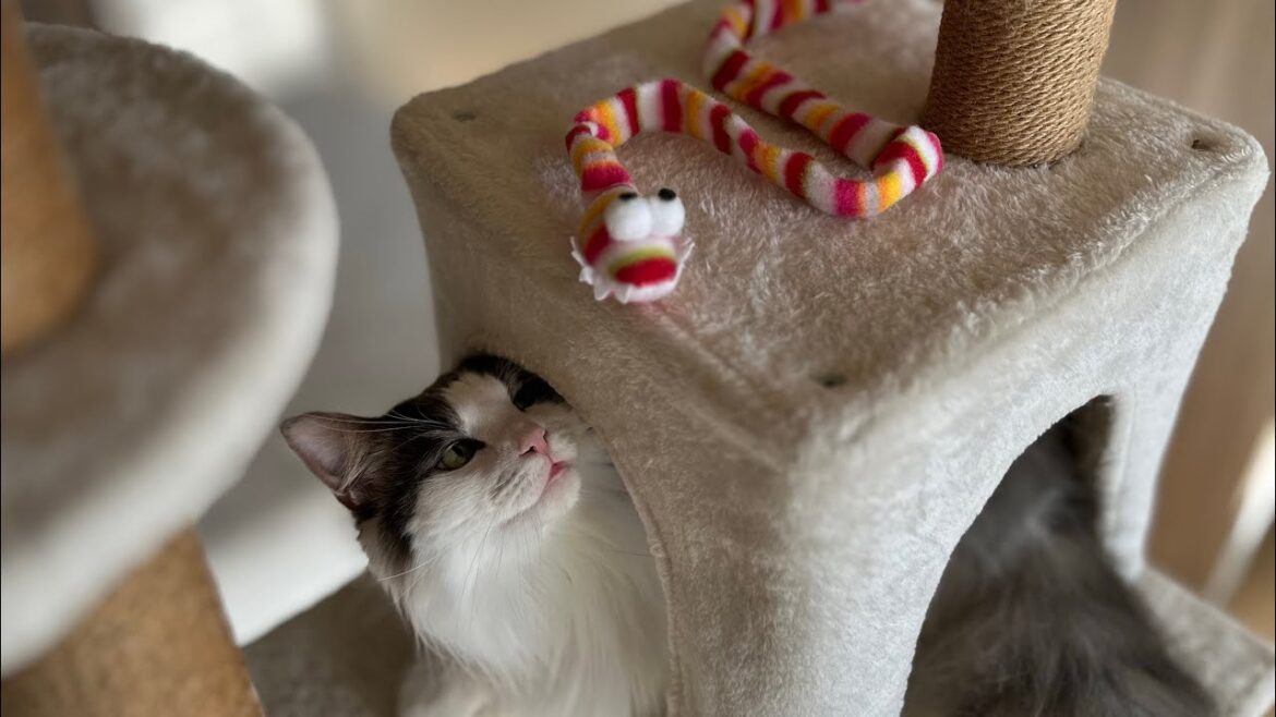 愛猫とのんびり過ごす年末【メインクーン】