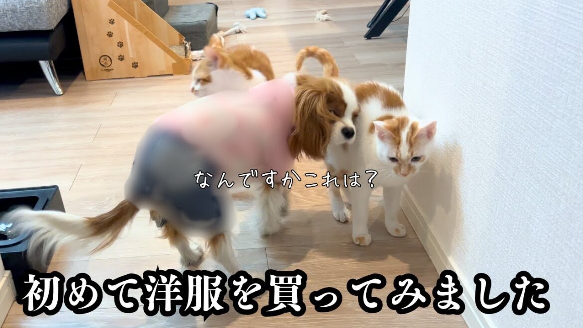 【ペット初心者】洋服がうまく着せられない夫婦。犬の洗い方も下手くそ夫婦。