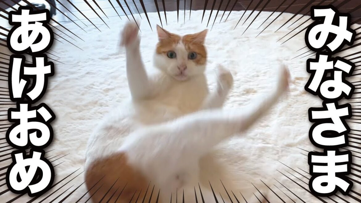 甘えんぼ猫と過ごすリアルな元旦の様子がコチラ