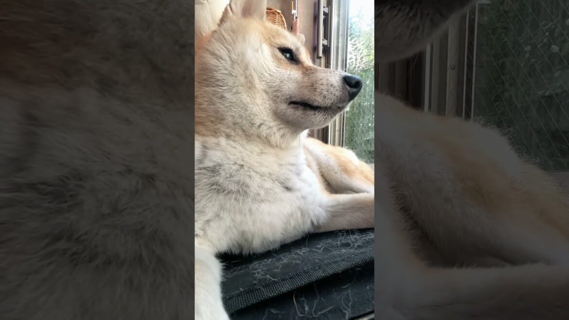 のんびり休憩【介助犬と桃にゃん】 #柴犬介助犬 #介助犬るな #介助犬と桃にゃん #介助犬 #dog #doglover #cutedog #柴犬