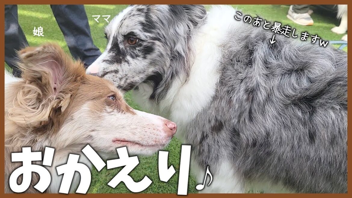 娘犬の里帰りに嬉しくて暴走しちゃう母犬😂【ボーダーコリー】