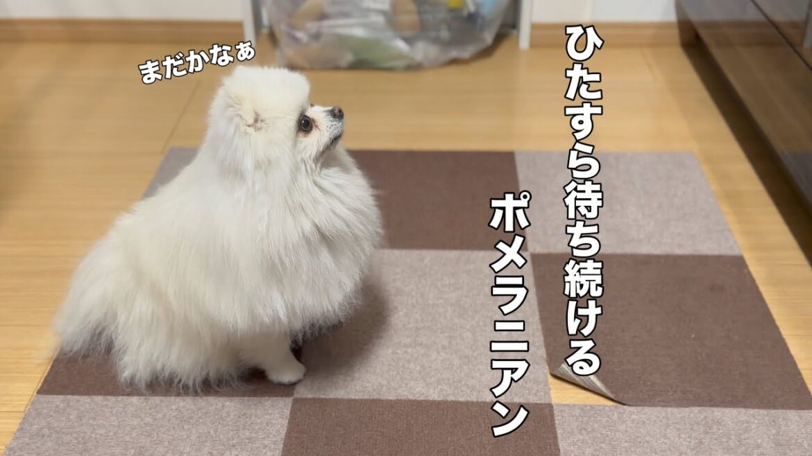 キッチンの前で1人待ち続けるポメラニアン