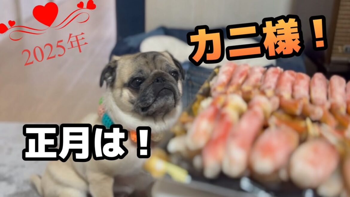 正月は、カニ様なパグ　【パグ侍ももたろ】