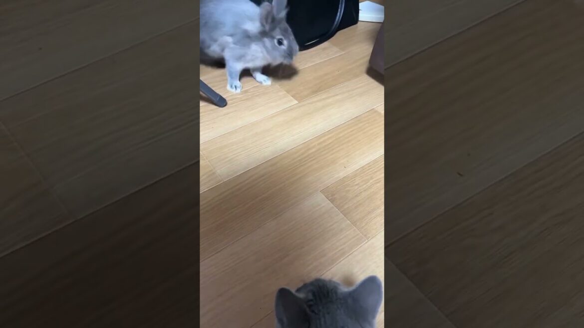 うさぎと仲良くなりたい猫　#ブリティッシュショートヘア #ライオンラビット #猫とうさぎ #ねこのいる暮らし #うさぎのいる暮らし