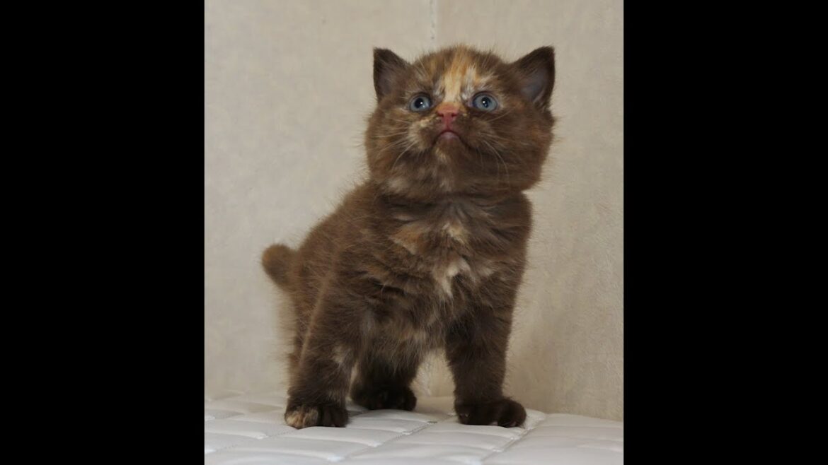セルカークレックス子猫　British Shorthair　2024.12.6産まれ　チョコレートトーティーシェル　女の子　シーダキャット猫のお店