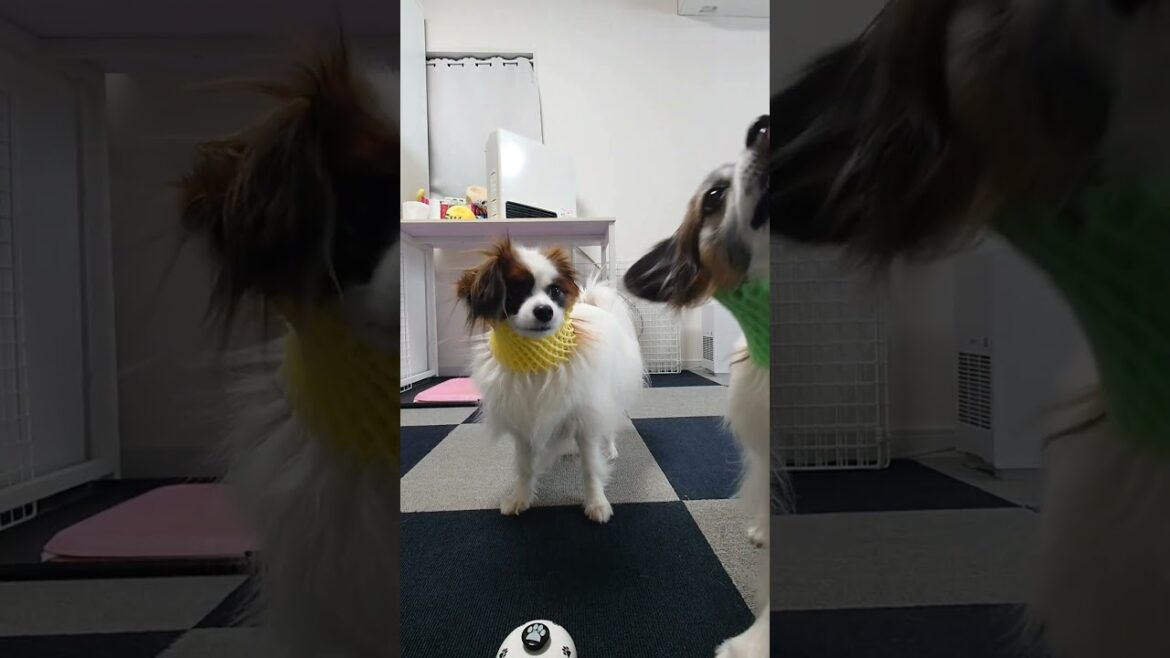 がんばるチビ犬がかわいい #かわいい犬  #パピヨン #犬のいる生活