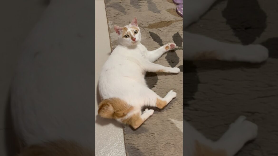 Cute Japanese Bobtail Cat