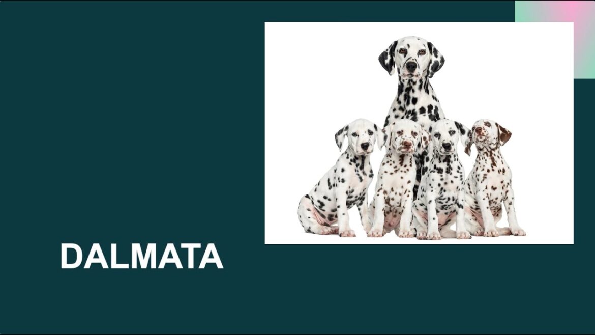 DALMATA – Caratteristiche, carattere, attitudini, salute, dove tenerlo DALMATA - Caratteristiche, carattere, attitudini, salute, dove tenerlo