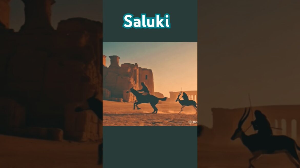 The Saluki: The World's Oldest Dog