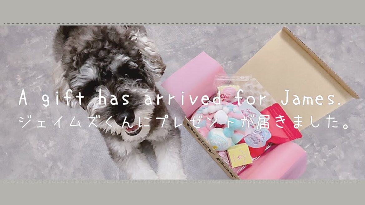 ［doggy box!!］ミニチュアシュナウザーのおやつ食べ比べ選手権