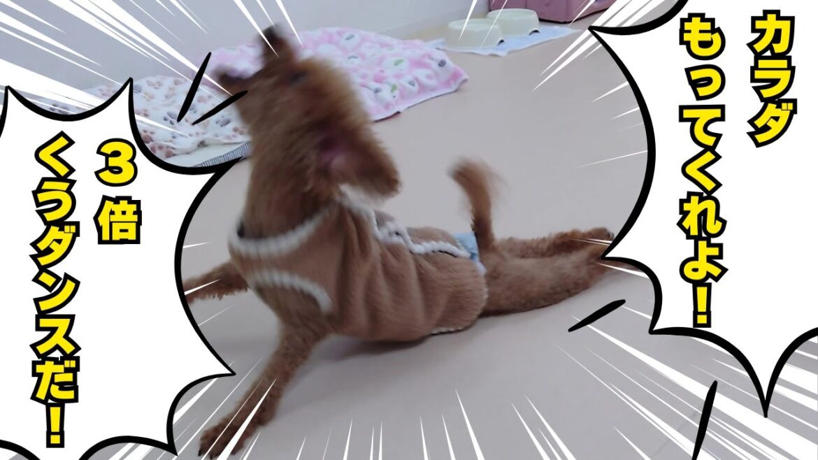 ラストくうダンス！　🐶ひみつきちなう！①🐶  2025年1月7日