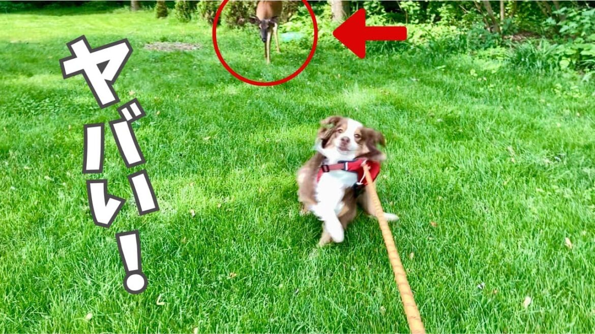 推定体重２００kgの野生の鹿と一触即発！お母さんを過去イチ焦らせる犬｜オーストラリアンシェパード