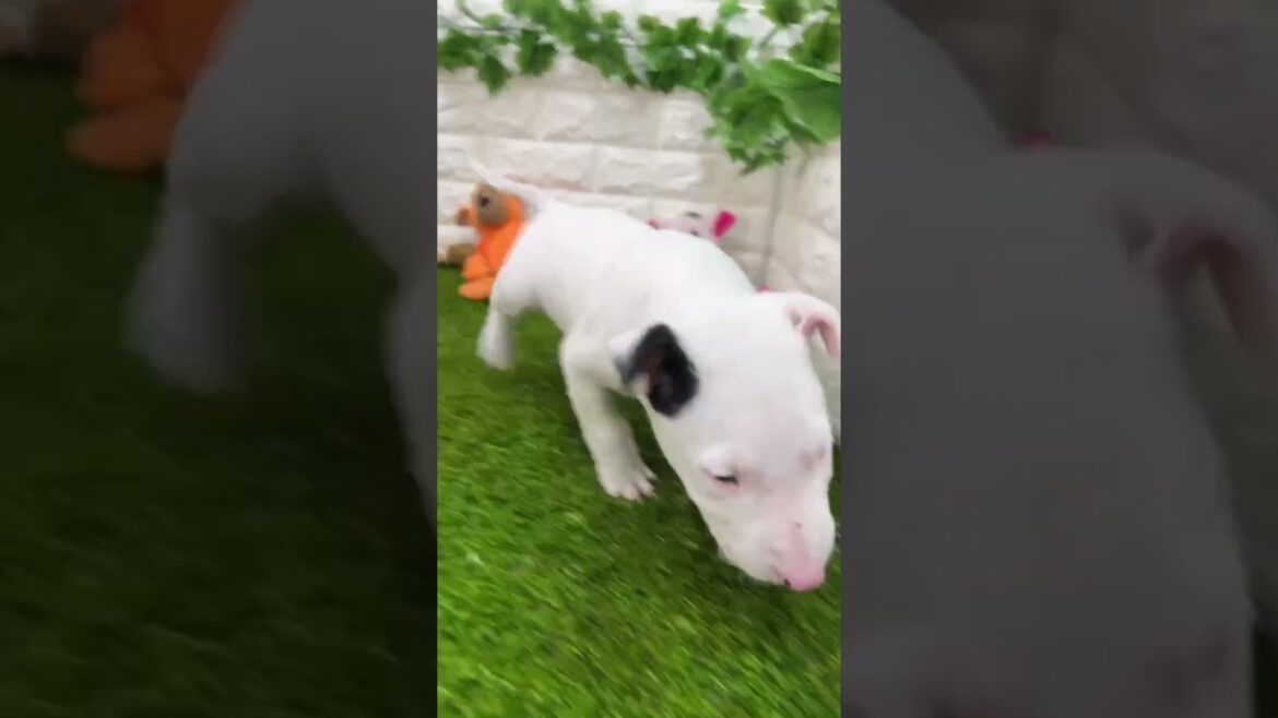 ミニチュアブルテリア 両親共DM遺伝子検査クリア💕117 ミニチュアブルテリア 両親共DM遺伝子検査クリア💕117