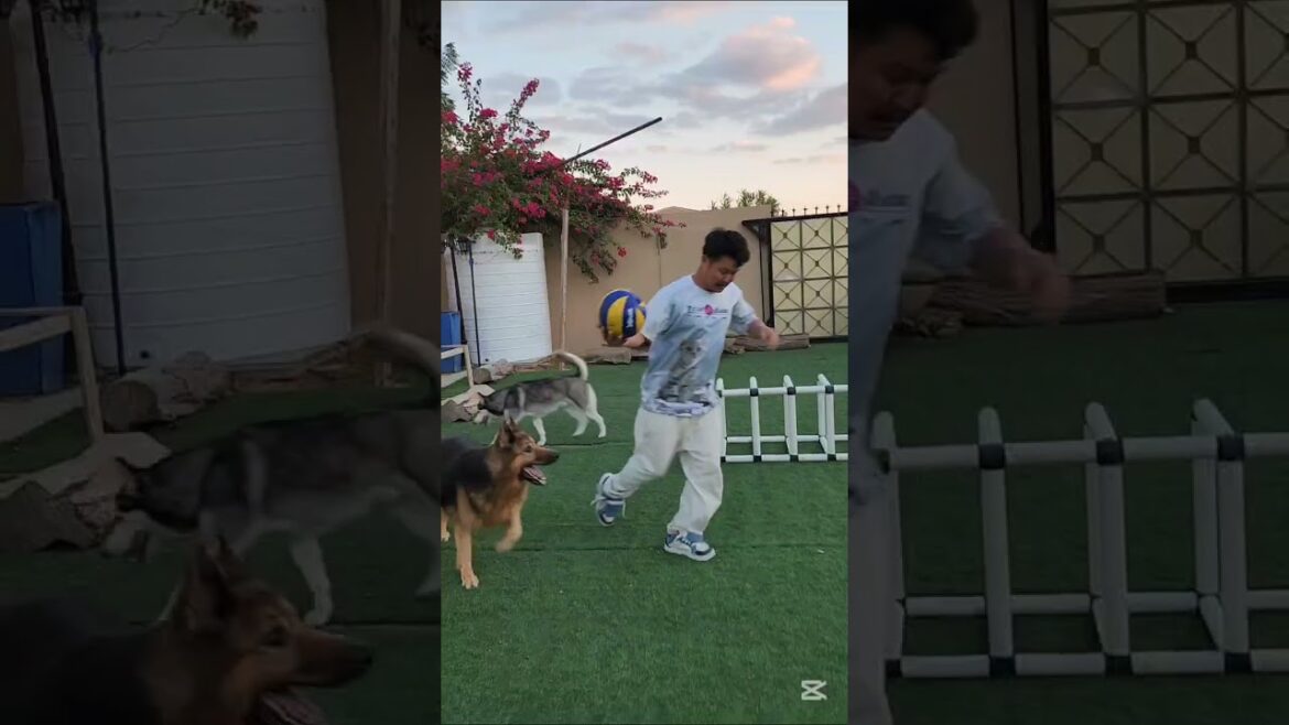 Sandy  and Zeus are enjoying their outdoor playtime @PetsOasisArcadia