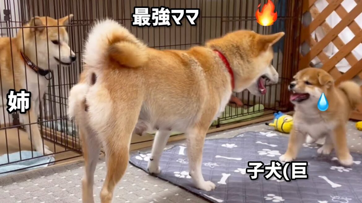 柴犬子犬が姉犬を盛大に煽り最後は最強ママに倒される懐かしい動画