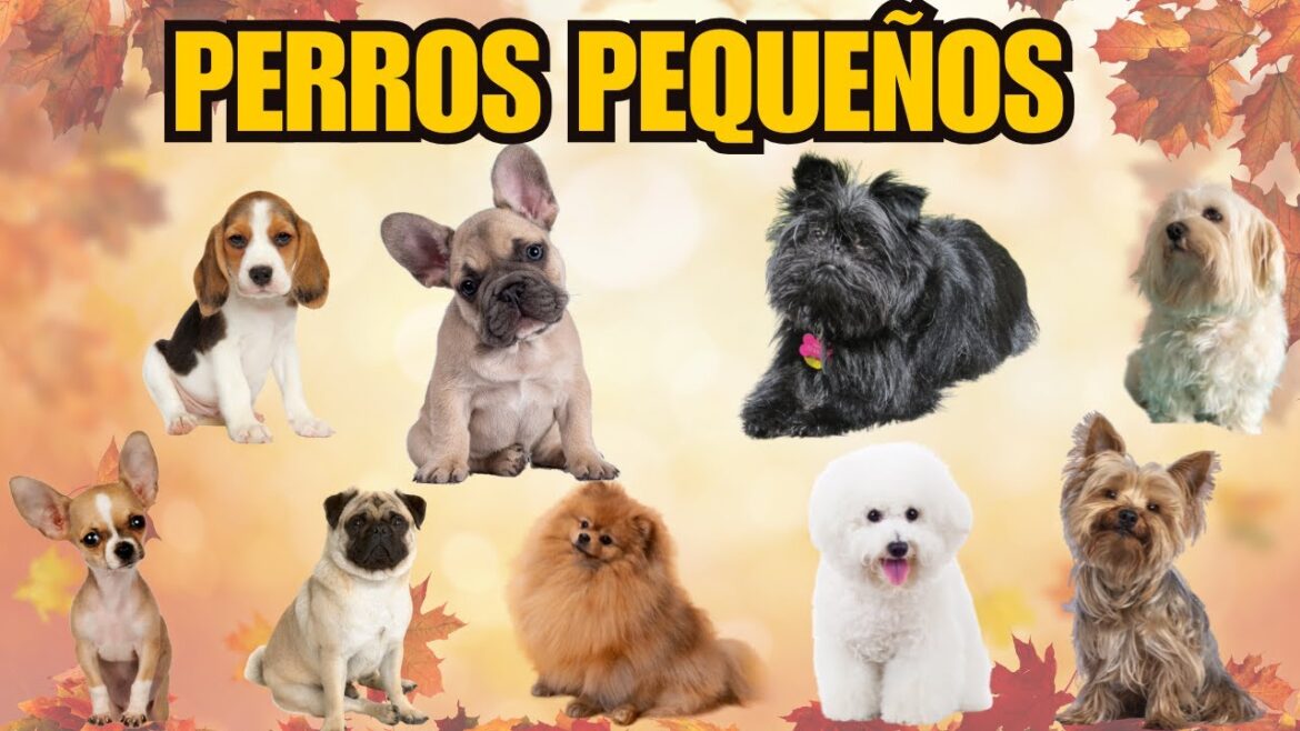 18 Razas de Perros Pequeños Ideales para Cualquier Hogar