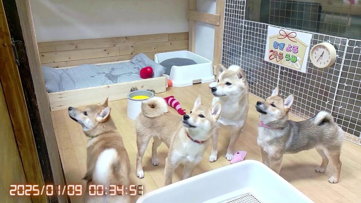 柴犬なつ！子育て生配信【生後121日】おやつへの食いつきがハンパない子犬たち！