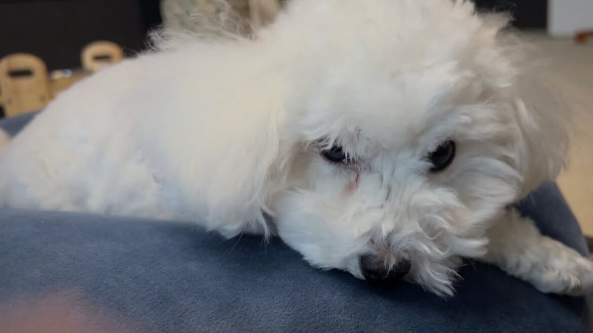 新年早々の下痢…ハプニング続きですが今年もよろしくお願いします🐶 新年早々の下痢…ハプニング続きですが今年もよろしくお願いします🐶