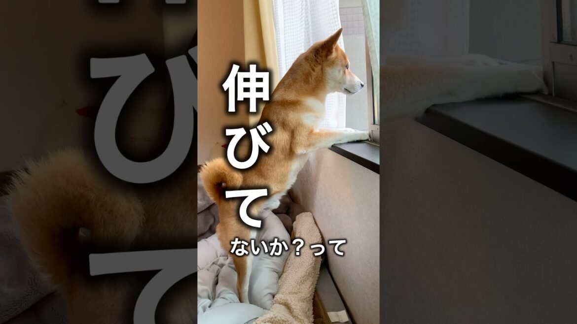 成長期こと柴犬こむぎ #犬 #dog #犬のいる生活