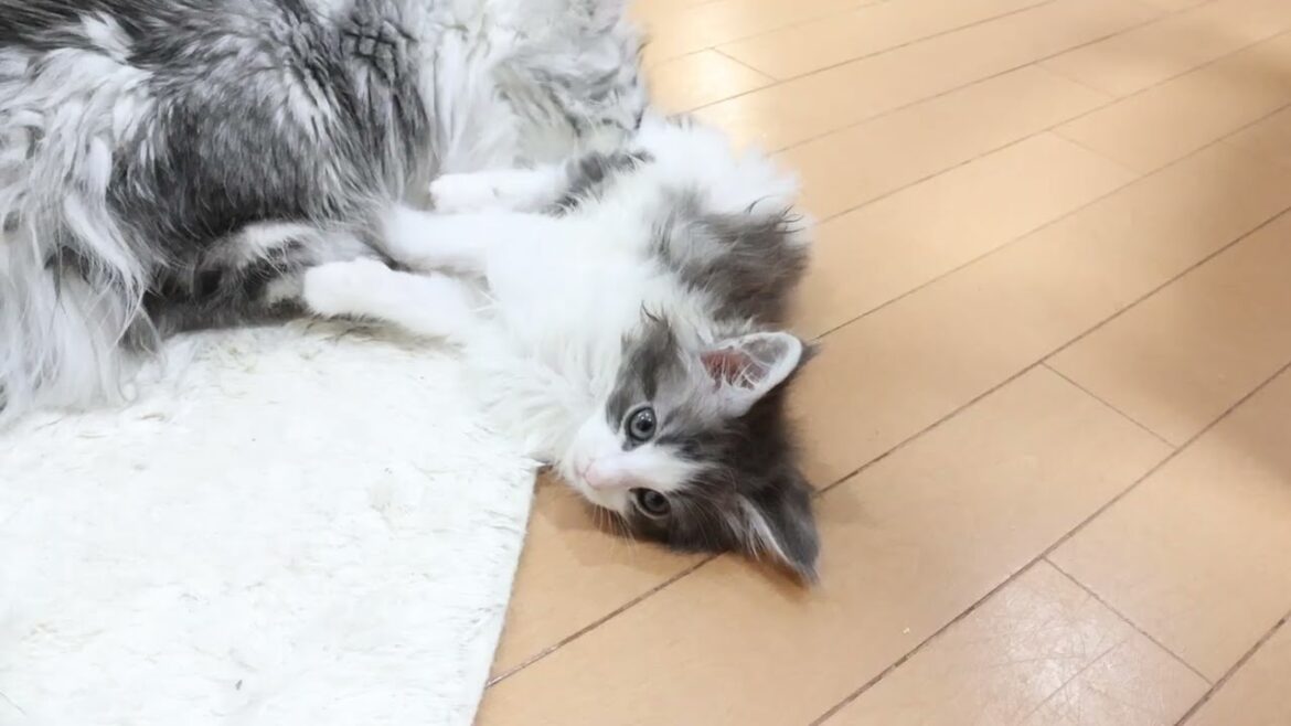 メインクーン子猫シンバ君お渡し