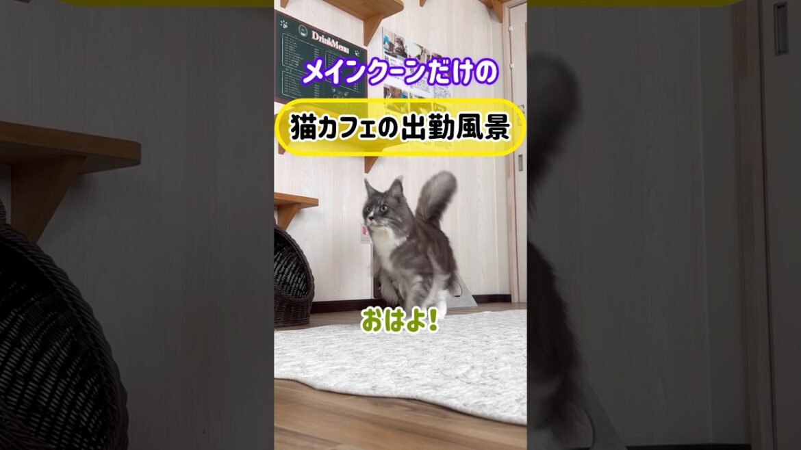メインクーンだけの【猫カフェの出勤風景】#cat #cooncat #mainecoon #猫ドア