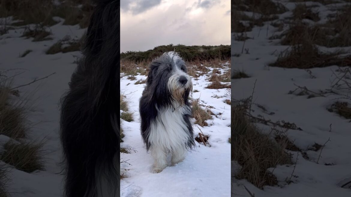 🐕Enjoying a winter walk with my dog! #beardedcollie #winterwalk #wintersunlight #cutedog  #shorts