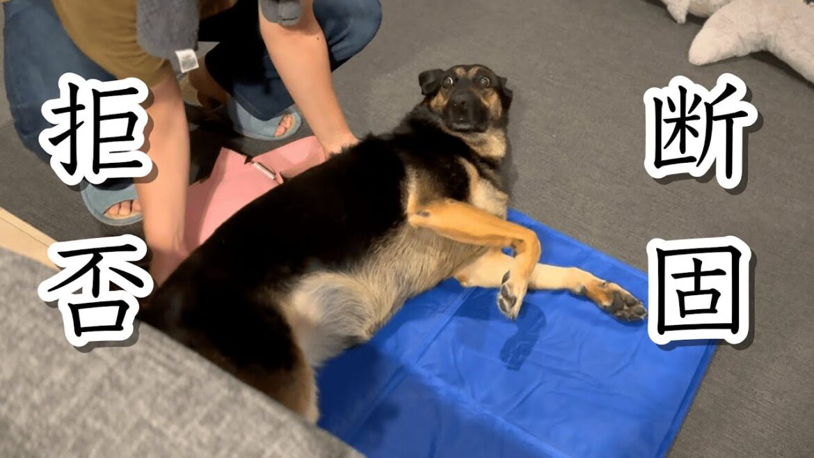 心の底から散歩に行きたくない愛犬に腹筋崩壊しましたｗ【ジャーマンシェパード】