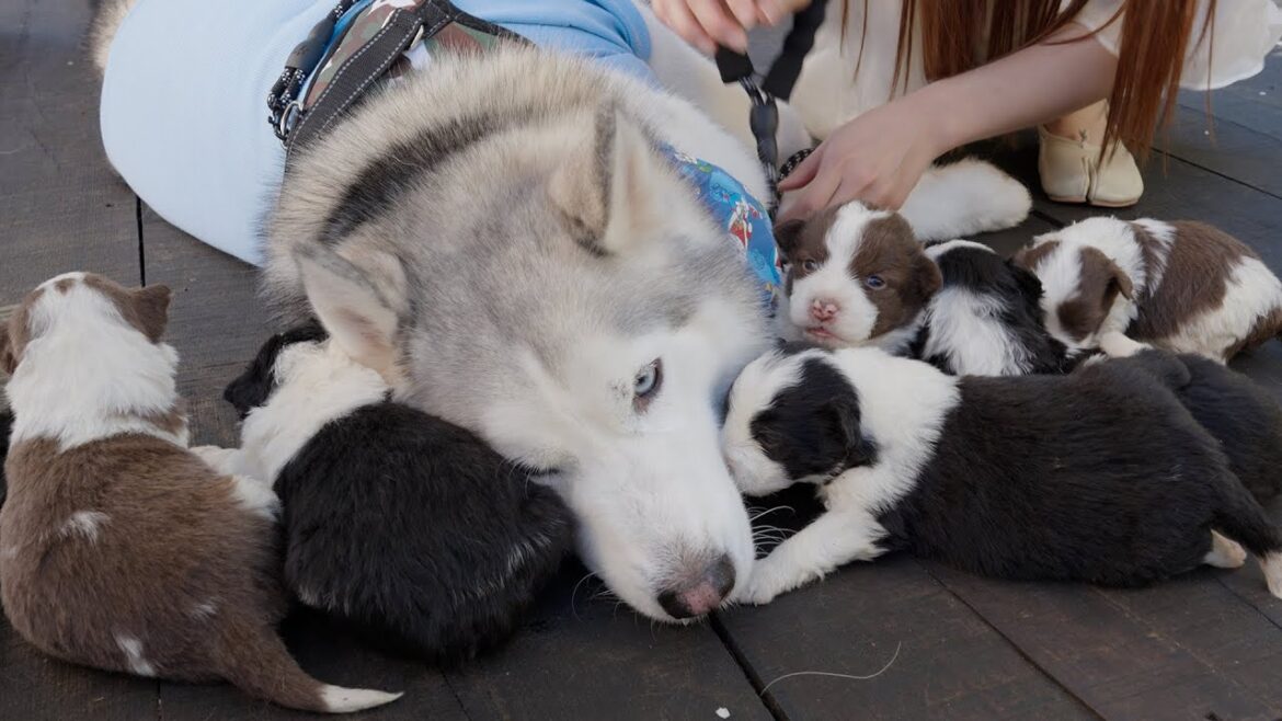 初めてボーダーコリーの赤ちゃん犬に会ったハスキーの行動が可愛すぎた！