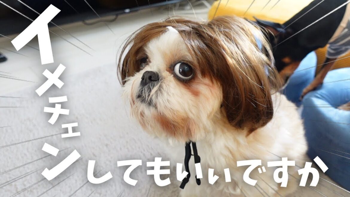 【3COINS】2025年は美男子目指してみるわwww～多頭飼い～チワ シーズー ミニチュアピンシャー トイプードル