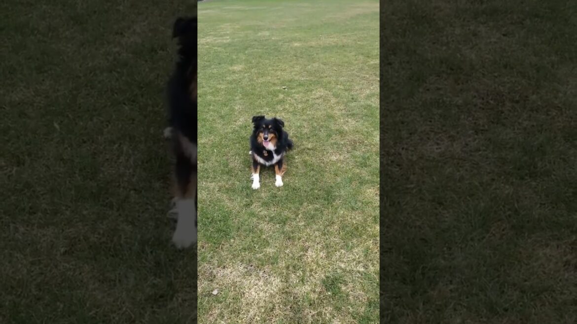 Australian Shepherd Frisbee