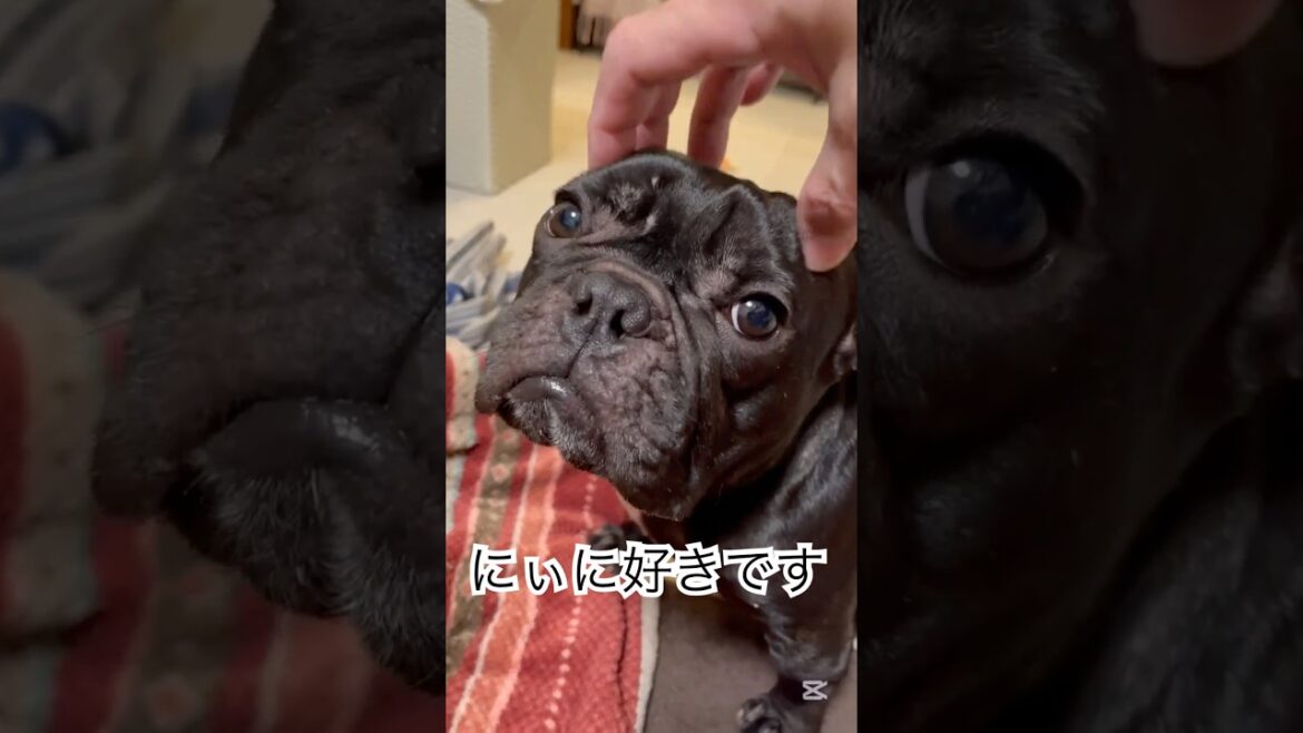 【今晩の凛さん】ドアップでお菓子を食べる✨#フレンチブルドッグ #frenchbulldog #frenchbulldoglife #frenchie 【今晩の凛さん】ドアップでお菓子を食べる✨#フレンチブルドッグ #frenchbulldog #frenchbulldoglife #frenchie