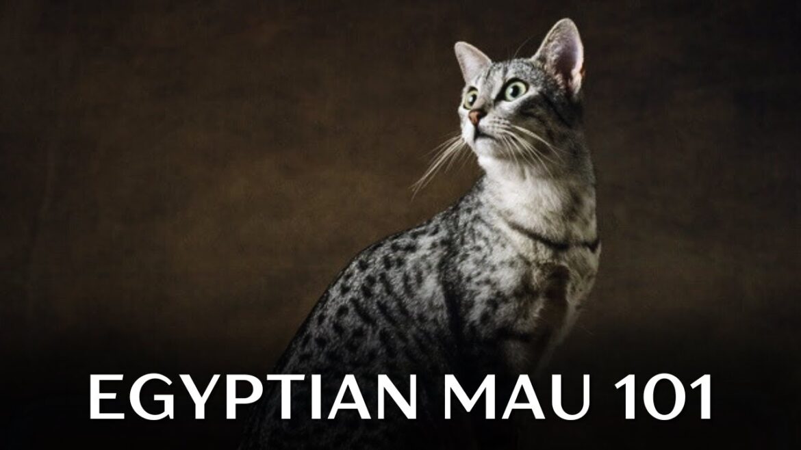 Egyptian Mau Cat 101 - Everything You Need to Know