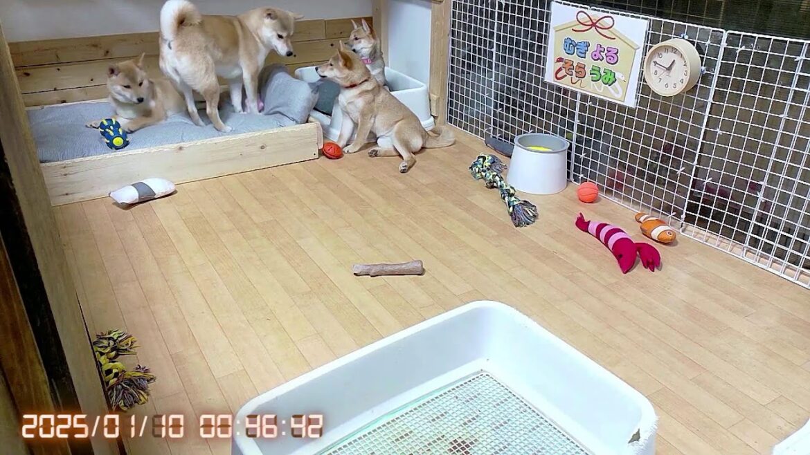 柴犬なつ！子育て生配信【生後123日】運動神経が良すぎる子犬たちはコチラです！