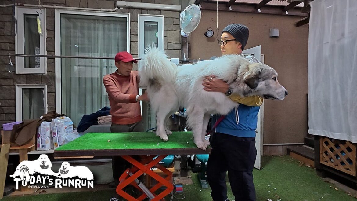 全くブラッシングに集中できず逃げる気配しかしないベルです Great Pyrenees グレートピレニーズ 全くブラッシングに集中できず逃げる気配しかしないベルです Great Pyrenees グレートピレニーズ