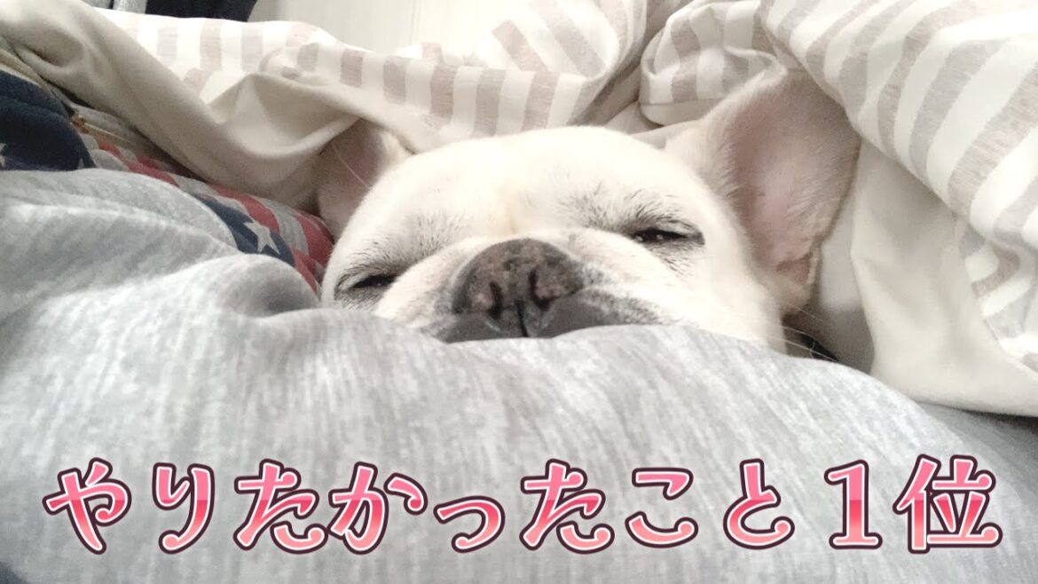 お手伝いの夢が叶った日【フレンチブルドッグ frenchbulldog】 お手伝いの夢が叶った日【フレンチブルドッグ frenchbulldog】