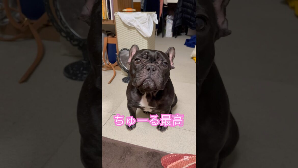 【今朝の凛さん】ちゅーる最高です✨ #フレンチブルドッグ #frenchie #frenchbulldog #frenchbulldoglife