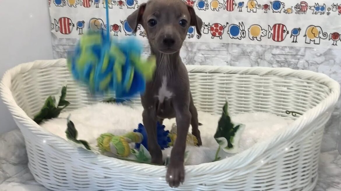 イタリアングレーハウンド♂2412D1049